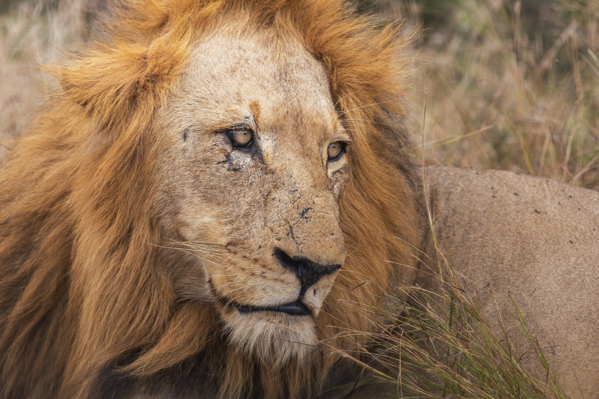 Kruger National Park